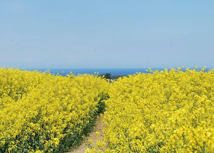 In Nahe Ostseestrand *